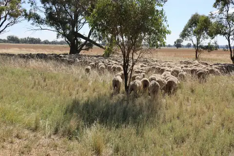 A mob of Merino sheep grazing under gum trees near Urana, NSW